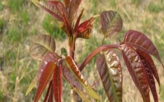 香椿矮化种植及剪枝要点，常采用摘心、短截和断根等方式