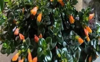 金鱼花水培能不能开花，水培可以开花