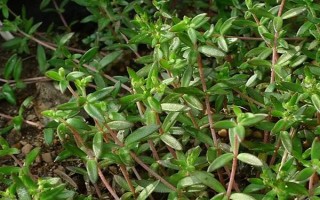 垂盆草的种植方法，栽种后每隔半个月追施一次氮肥