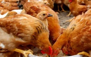 母鸡为何会游泳，可依靠羽毛在水面漂浮一段时间