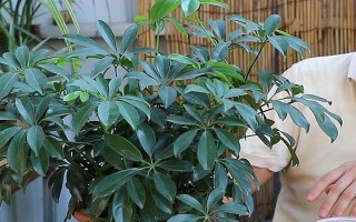 鹅掌木怎么养，每隔5-10天给植株浇水一次