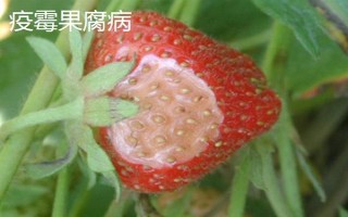 大棚草莓为什么烂果,主要原因是田间积水、发生病害