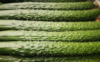 黄瓜有哪些品种，常见的有刺黄瓜、地黄瓜、白玉黄瓜等