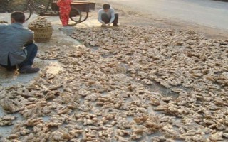 生姜怎么催芽，可采取以下3种方式