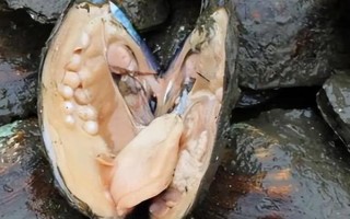 珍珠种类有哪些,可以从生长环境、形成成因等分类