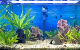 兰寿鱼的养殖方法，要定期换水