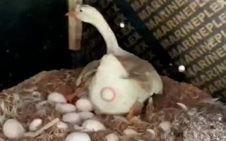 母鹅下蛋有什么前兆,可从进食、体态、行为上的变化来辨别