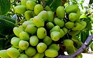 开心果是银杏果吗，二者是完全不同的品种