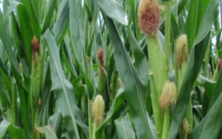 顶农118玉米品种的特性，每亩用10-20千克尿素