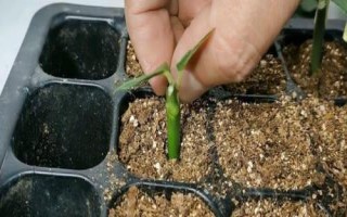 什么叫无性繁殖,无需通过受精过程的繁殖方法