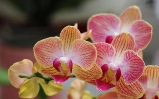 蝴蝶兰冬季放在哪里合适，放在室内即可