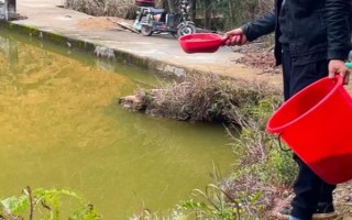 鲤鱼草鱼适合喂什么料，草料、自制饲料、专用饲料均可饲喂