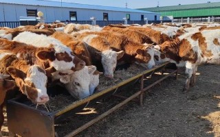 什么是牛犊开食料，又名犊牛代乳料