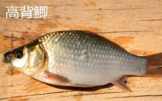 鲫鱼的种类介绍,品种众多分布于我国各地的江河