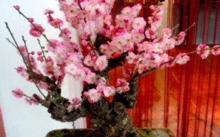 夫妻梅花的养殖方法，需隔2-3年翻盆换土