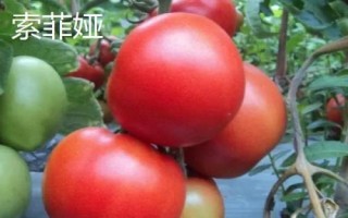 优质高产的番茄品种,包括粉果将军、大红明星等种类