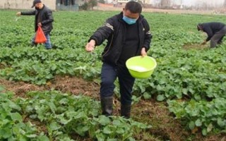 油菜高产栽培技术，苗龄达30-35天需及时移栽