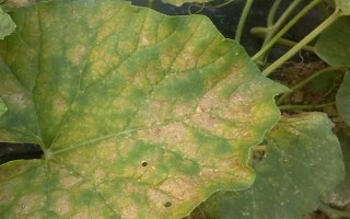 甜瓜炭疽病的防治技术，在种植中要加强管理工作