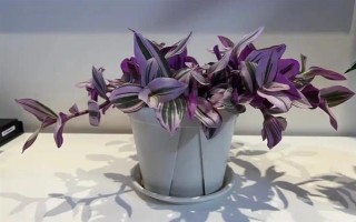 冬天怎么养油画婚礼吊兰，温度控制在20-25度左右