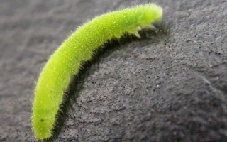 怎样防治小菜蛾，可农业防治、物理防治或化学防治