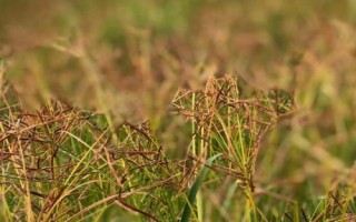 香附用什么土种植，选择有机质含量高且透气性较好的沙土或者沙壤土