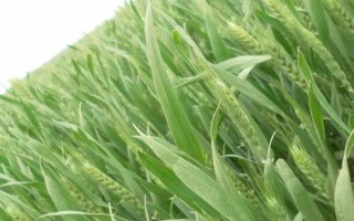 泛麦7030小麦种子特点