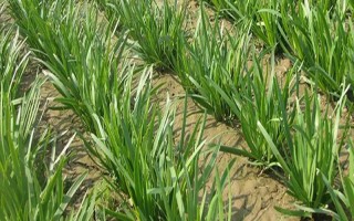 韭菜的种植方法，可有性繁殖也可以无性繁殖