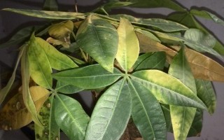 发财树缺肥有哪些症状，会出现枝叶枯黄和新生枝条细弱的症状