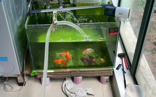 锦鲤侧翻但未死亡怎么处理,环境不适可静养一段时间