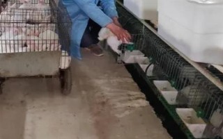 兔舍如何保温防寒,母兔繁殖舍应建立保温室
