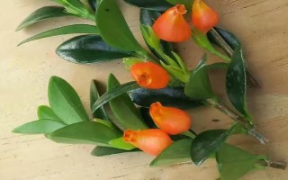 金鱼吊兰的换盆方法，换盆的前三天要暂停浇水