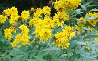 土木香的人工种植技术，可用种子繁殖或分根栽培