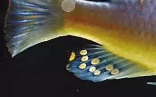 鱼是哪种生殖方式，属于有性生殖