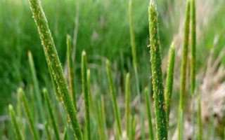 镇麦23小麦种子特征特性，自然发病鉴定中抗赤霉病