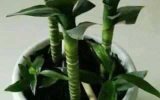 观音竹的繁殖方法，一般以扦插为主