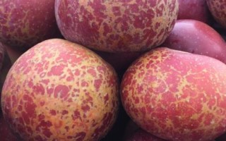 大凉山丑苹果有几个品种，主要有嘎啦、红将军、红富士这3个品种