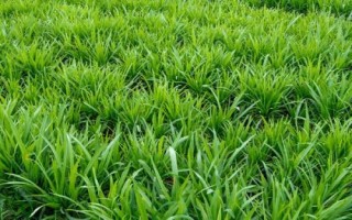 韭菜籽的播种方法，可条播也可穴播