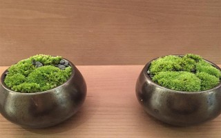 苔藓球的养殖方法，定期通风透气可避免植株枯死