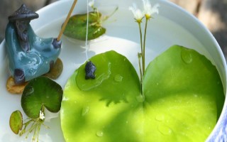 一叶莲水培用什么肥料,每次换水时施加几滴植物生长营养液即可