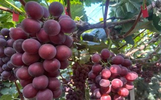 辽宁辽阳市有什么特色水果，有灯塔葡萄、前杜草莓等
