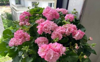 玉树如何嫁接天竺葵，要选择生长健壮且无病害的枝条作为接穗