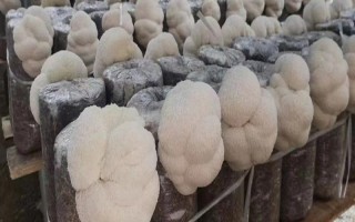 猴头菇的种植方法，用广口瓶种菌较好