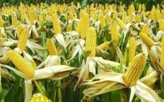 美迪糯206玉米品种简介，该品种属中熟杂交糯玉米