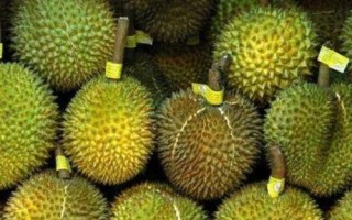 没熟的榴莲打开后如何处理,和其它成熟的水果放在一起可以起到催熟作用