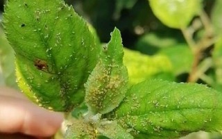 对果树使用农药的原则，选择正确的药物才能起到防效