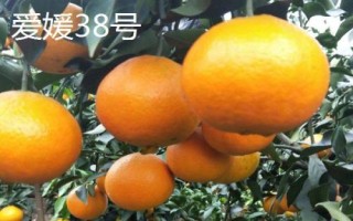 哪些柑橘品种最甜,包括皇帝柑、丑柑、脆蜜金柑等品种