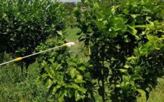 怎么加快柑橘秋梢的老熟速度，疏除病果可减轻树体负担