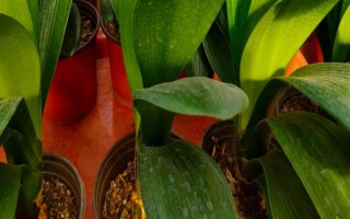 君子兰不长新叶怎么处理,需更换土壤、修剪烂根等