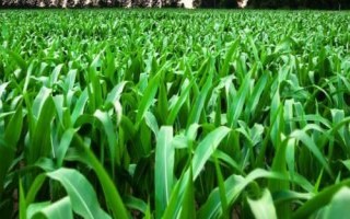 粤甜双色1号玉米种子特征特性,中抗南方锈病