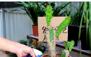 仙人掌怎么浇水,春秋季节每隔半个月浇一次
